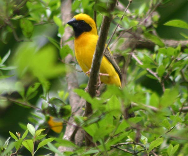 Excursion trip to Wild Wetlands of Moeyungyi